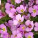 Arabis Rock Cress Rosea Ground Cover Plants