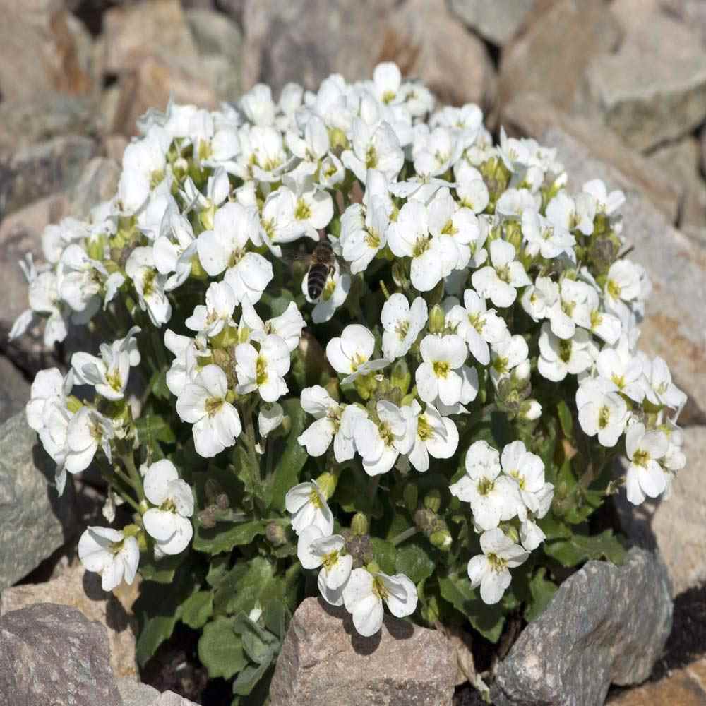 ARABIS ALPINA White Rockcress- Rock Cress Flowering Perennial 