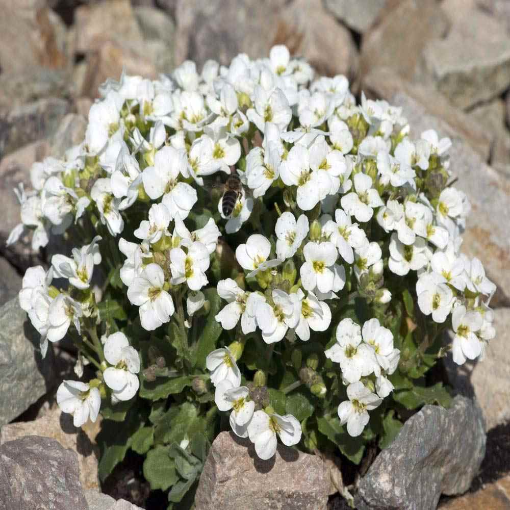 Origins Of The Rock Cress