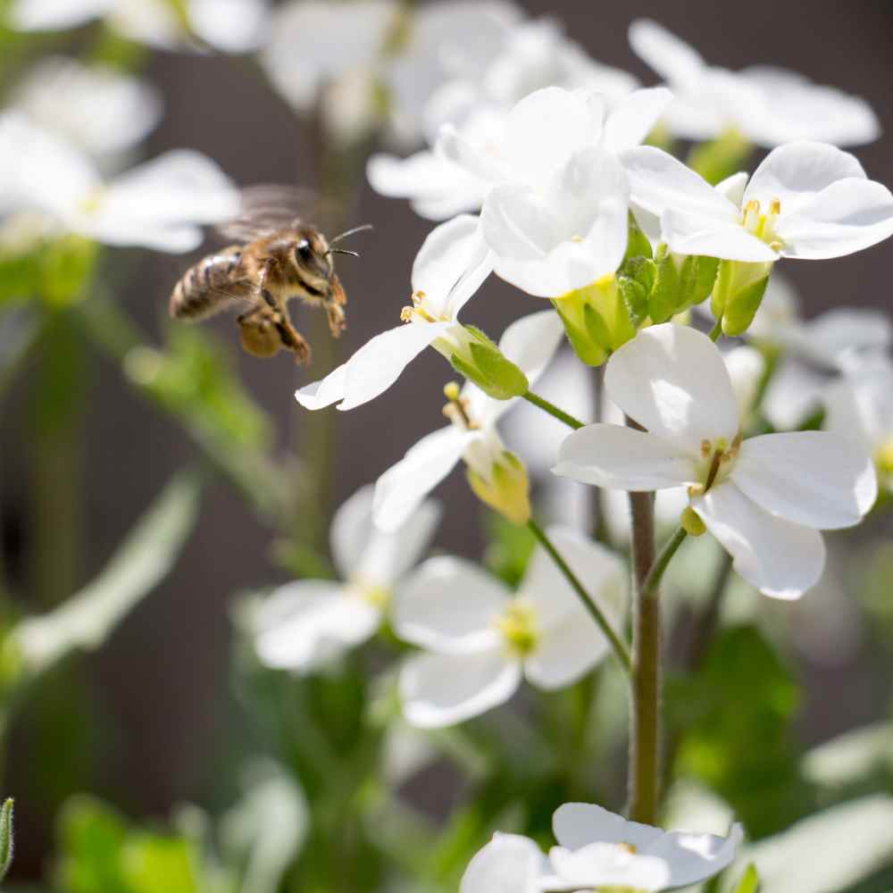 Arabis Seeds | Snow Peak