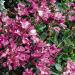 Arabis Spring Charm Groundcover