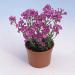 Arabis Spring Charm Plant