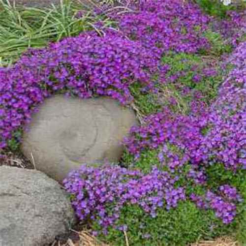 Aubrieta Seed