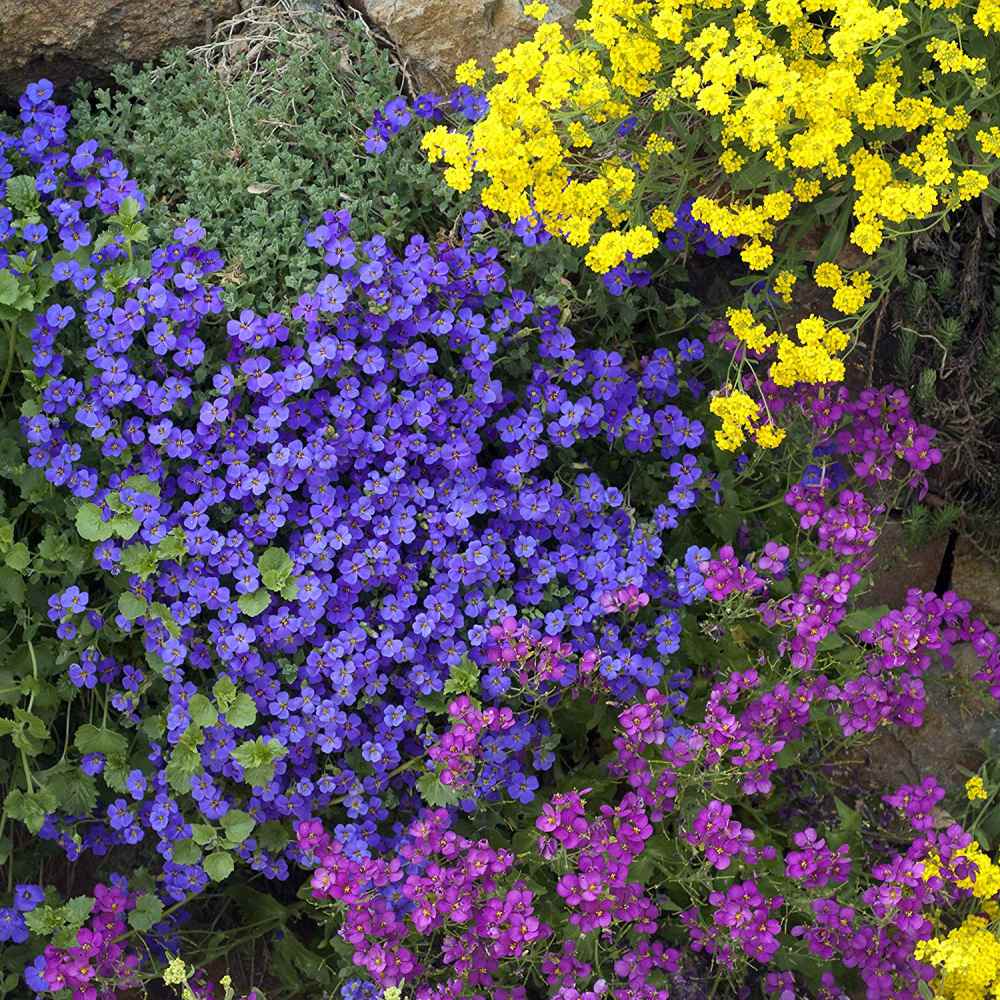 Delightful Ground Cover