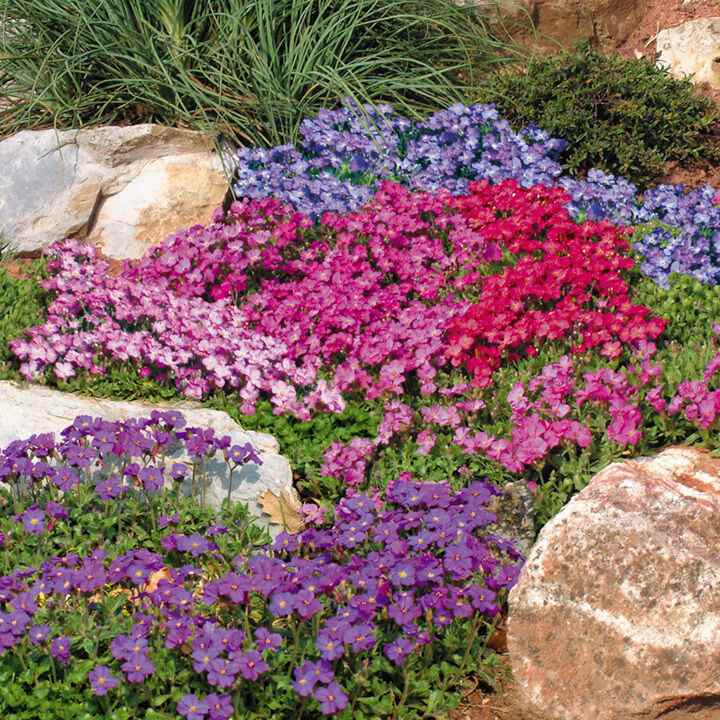Aubrieta Rock Cress Cascade Flower Seed Mix