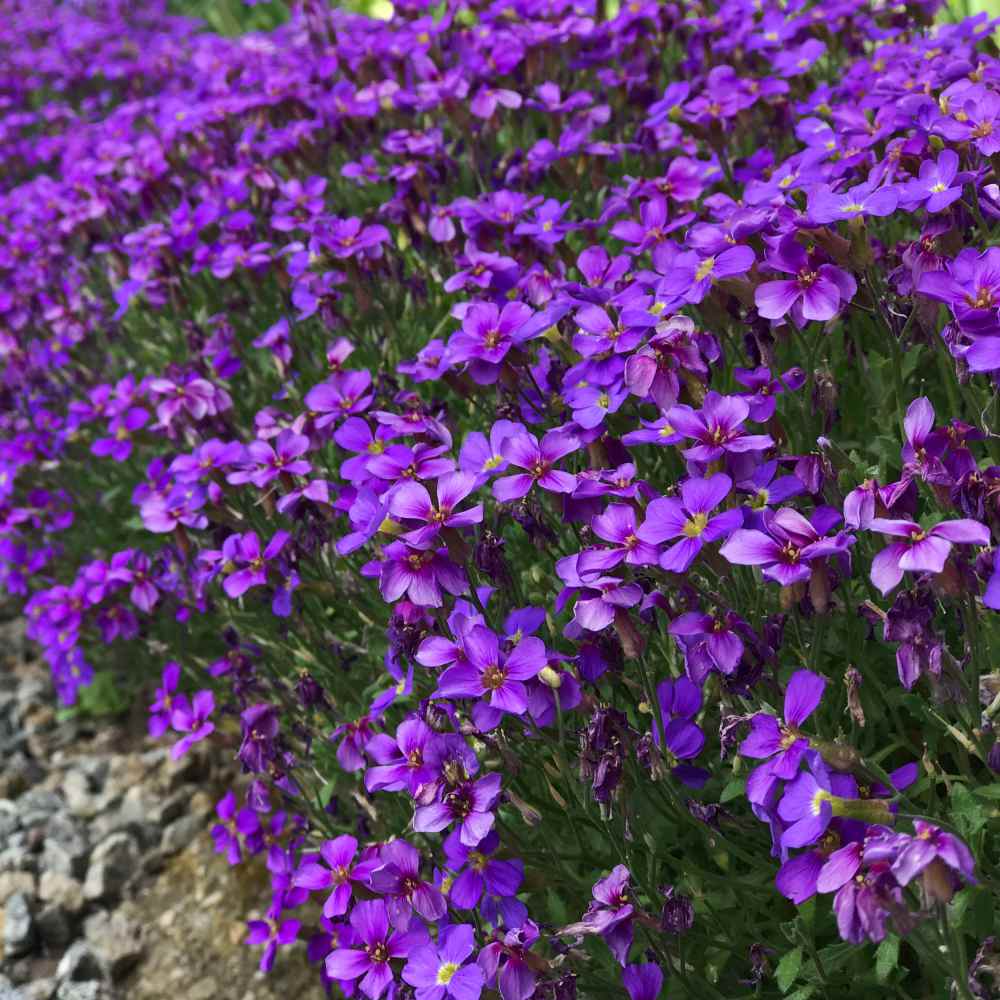 Rock Cress Purple