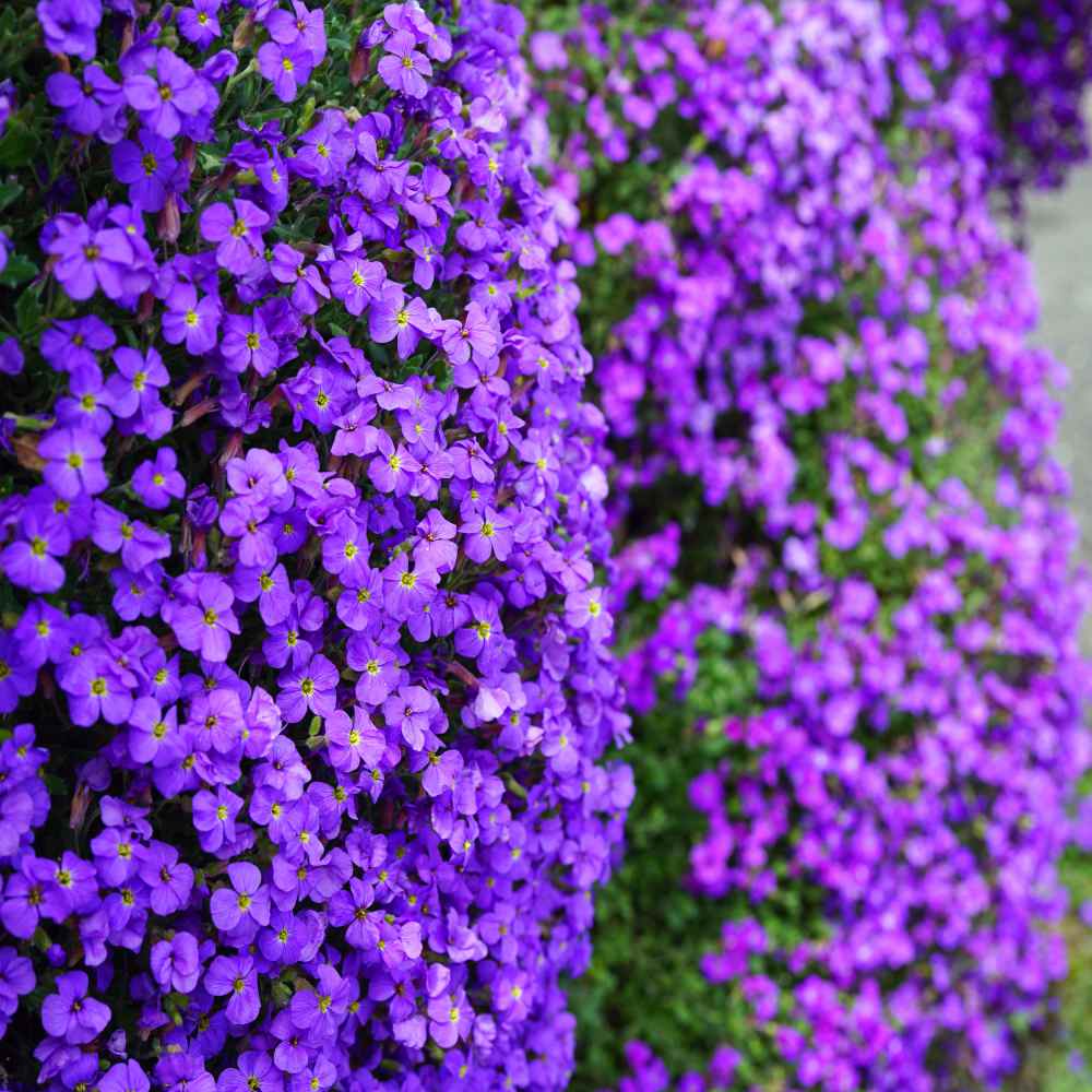 Aubrieta Cascade Purple