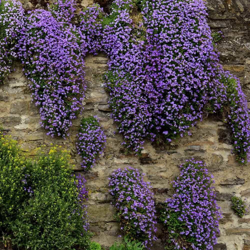 Rock Cress Groundcover