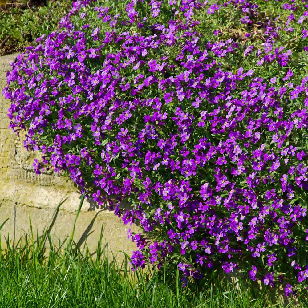 Rock Cress - Rock Cress | Costa Farms - Arabis blepharophylla 'red sensation' sku.