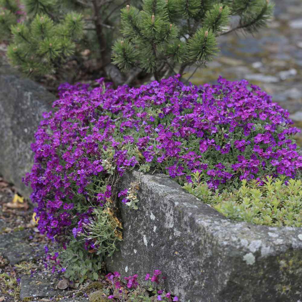 Rock cress, Alpine, Perennial, Flowering