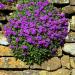 Rock Cress Hendersonii Groundcover