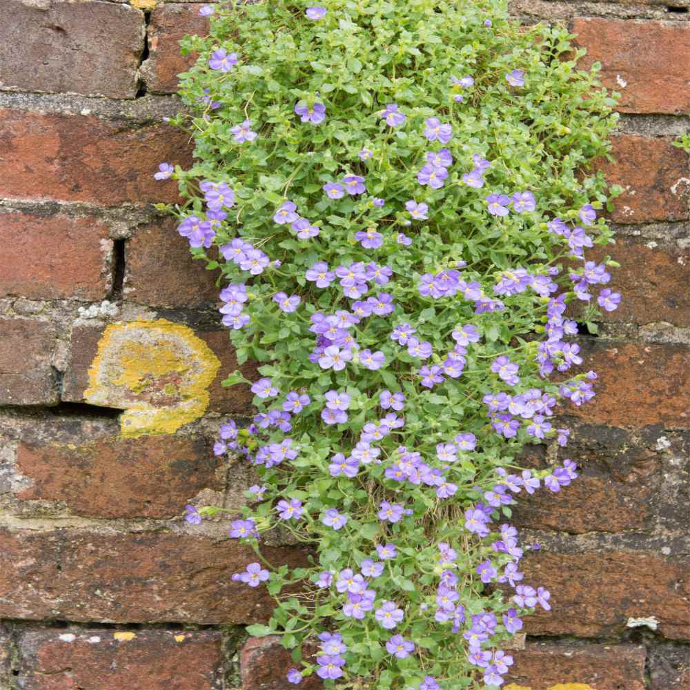 Aubrieta Pale Blue Groundcover