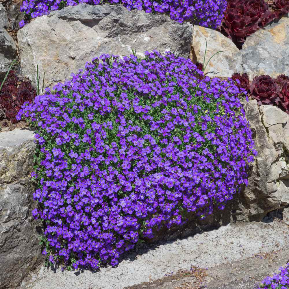 Rock cress, Alpine, Perennial, Flowering