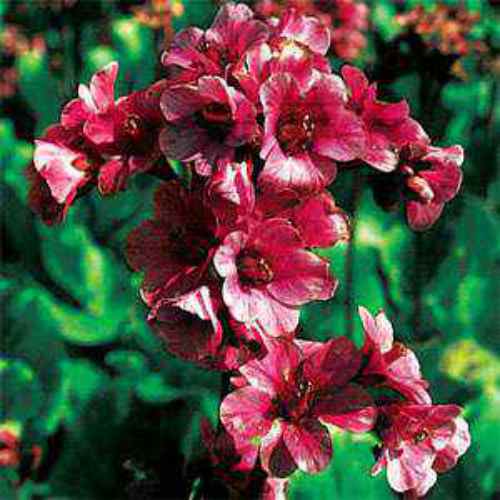 Bergenia Seed