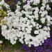 Candytuft Plants