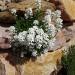 Iberis Candytuft Flowers