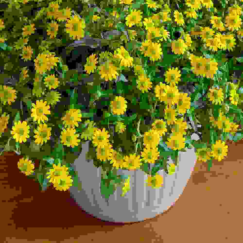 Creeping Zinnia Groundcover Seed