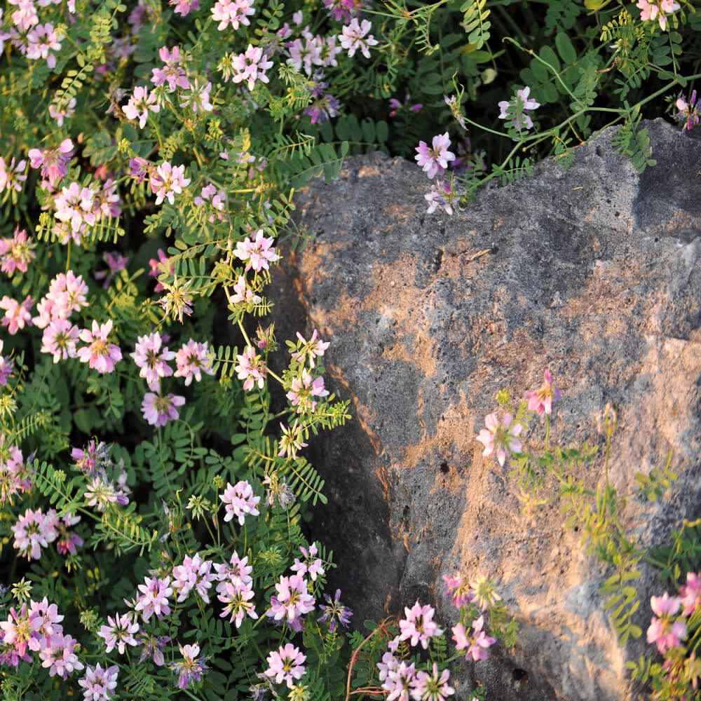 Crown Vetch Ground Cover