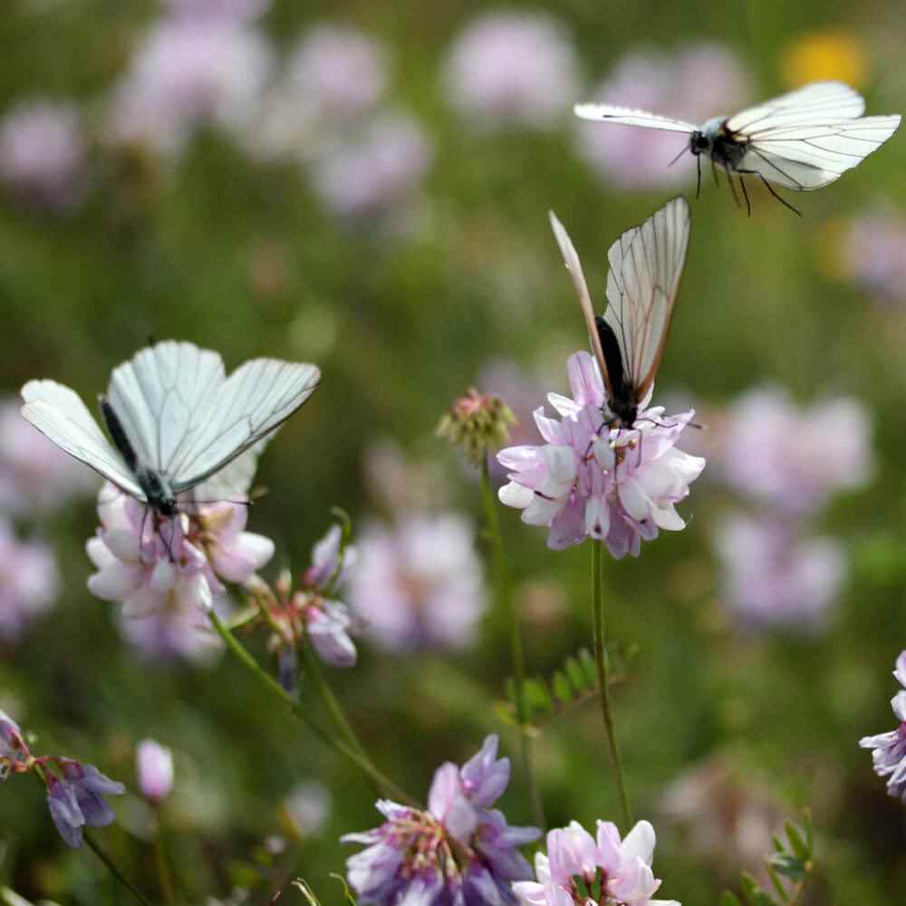 Crown Vetch Attractant