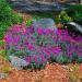 Dianthus Gratianopolitanus Flowers