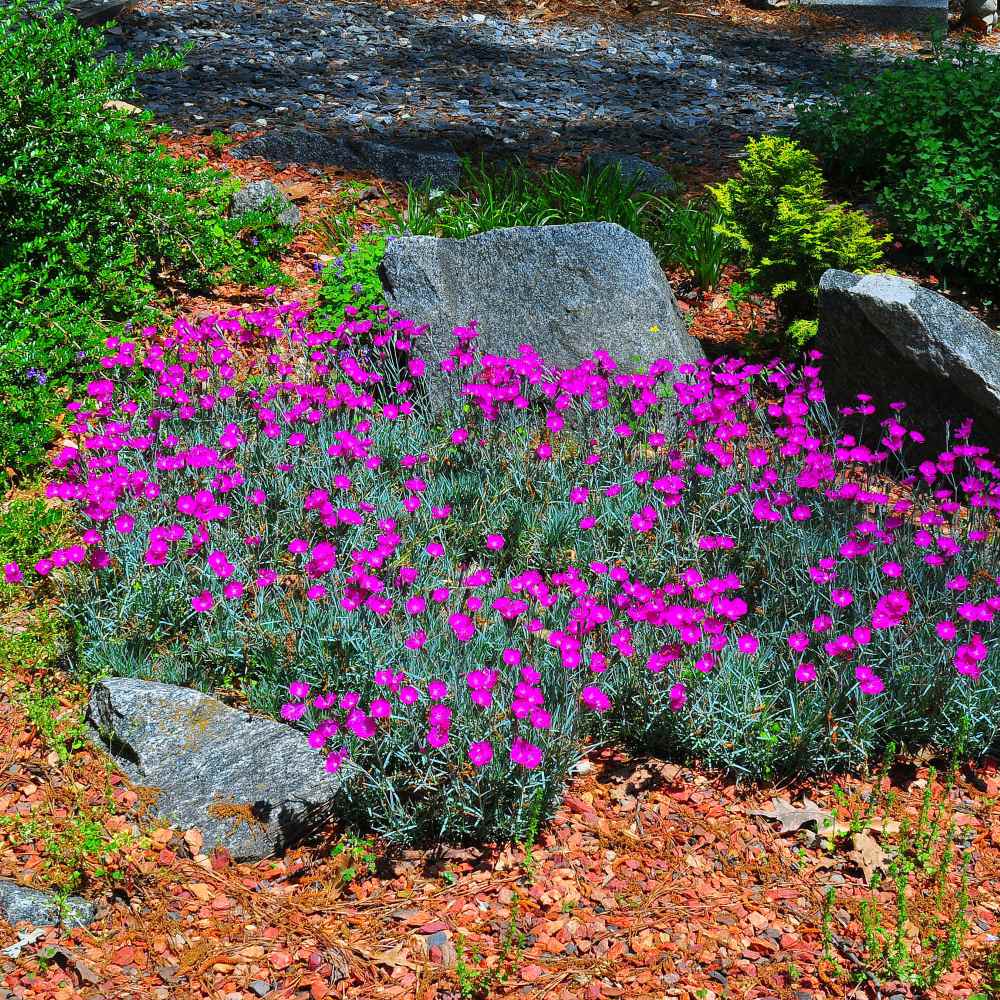 Dianthus Seeds Cheddar Pink Ground, Pink Ground Cover Plants