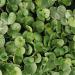 Dichondra Emerald Falls Repens Plants