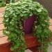 Dichondra Emerald Falls Groundcover Plants