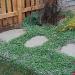 Dichondra Emerald Falls Container Plants