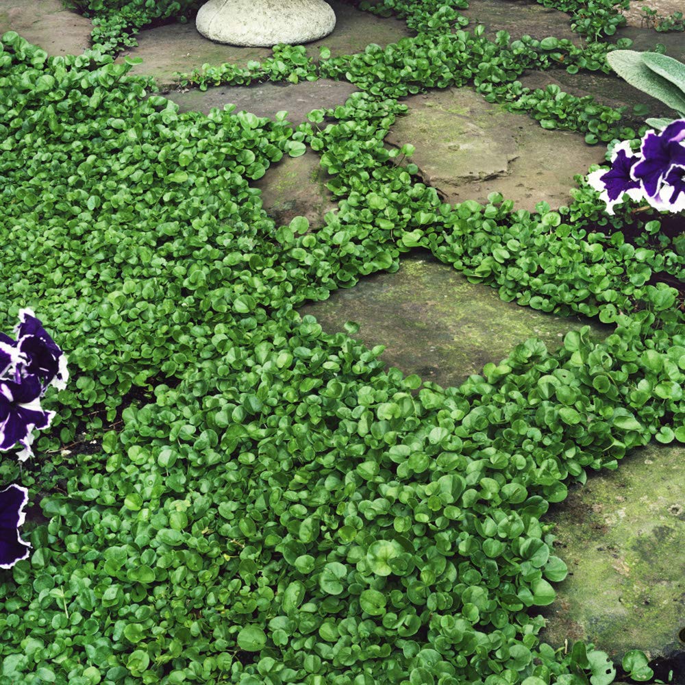 Dichondra Seed Bag