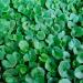 Dichondra Plant Seed