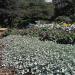 Dichondra Silver Falls Ground Cover