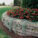 Dichondra Silver Falls Wall