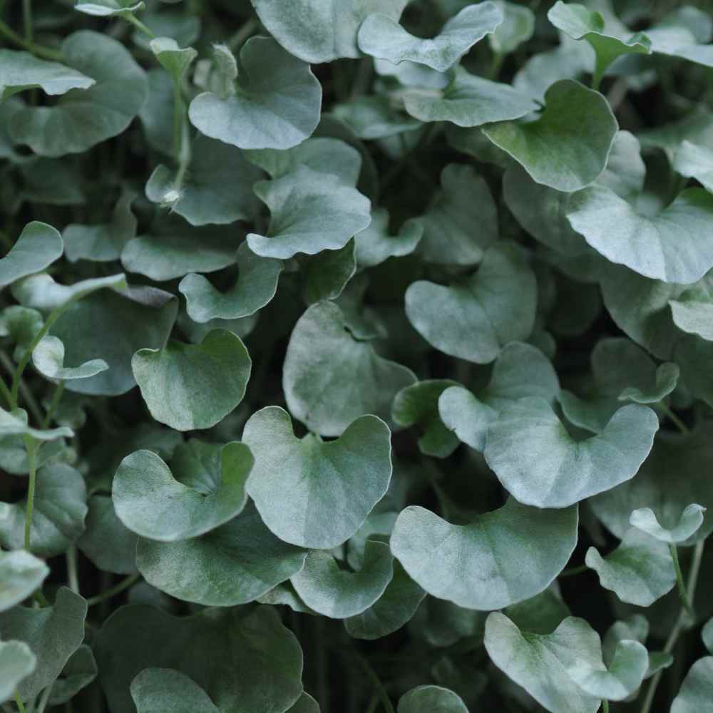 Dichondra Aregentea