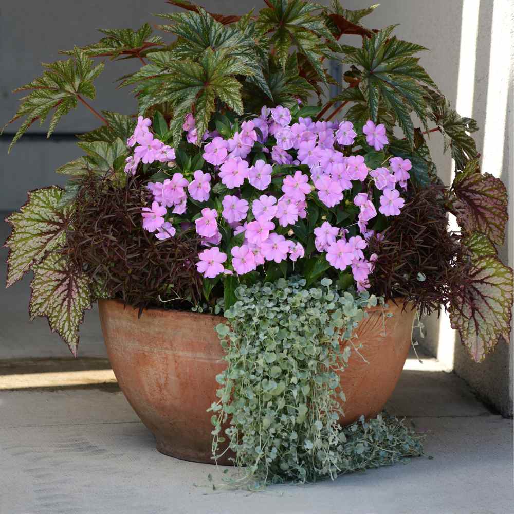 Dichondra Silver Plants