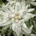 Low Growing Edelweiss