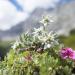 Perennial Edelweiss