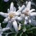 Edelweiss Plants