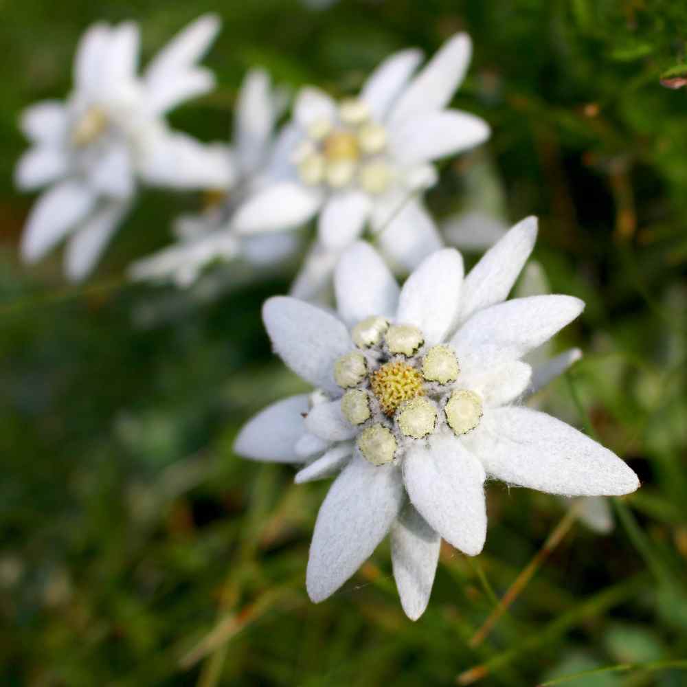Edelweiss Ground Cover
