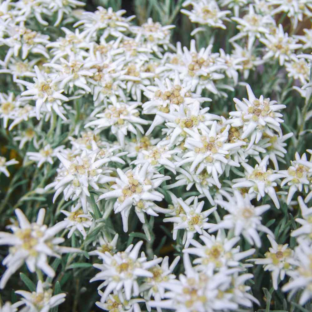Edelweiss Groundcover
