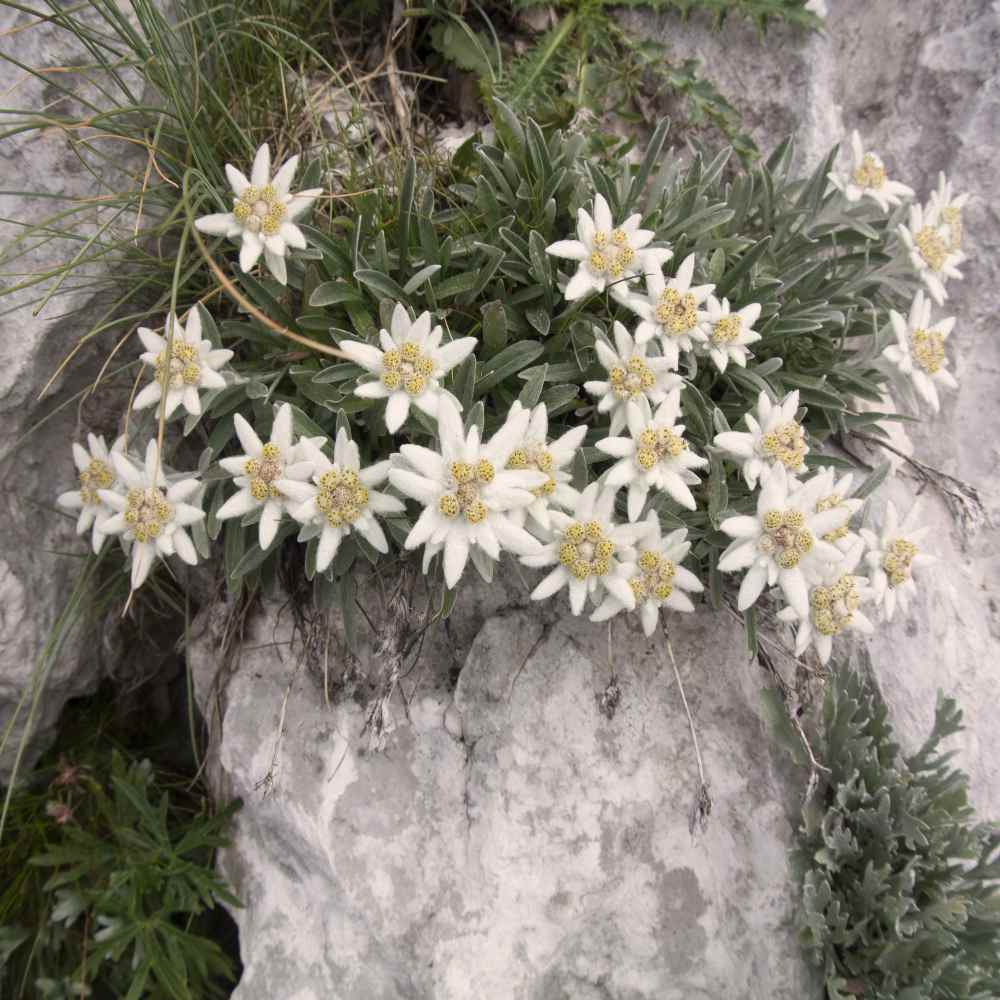 edelweiss ground cover