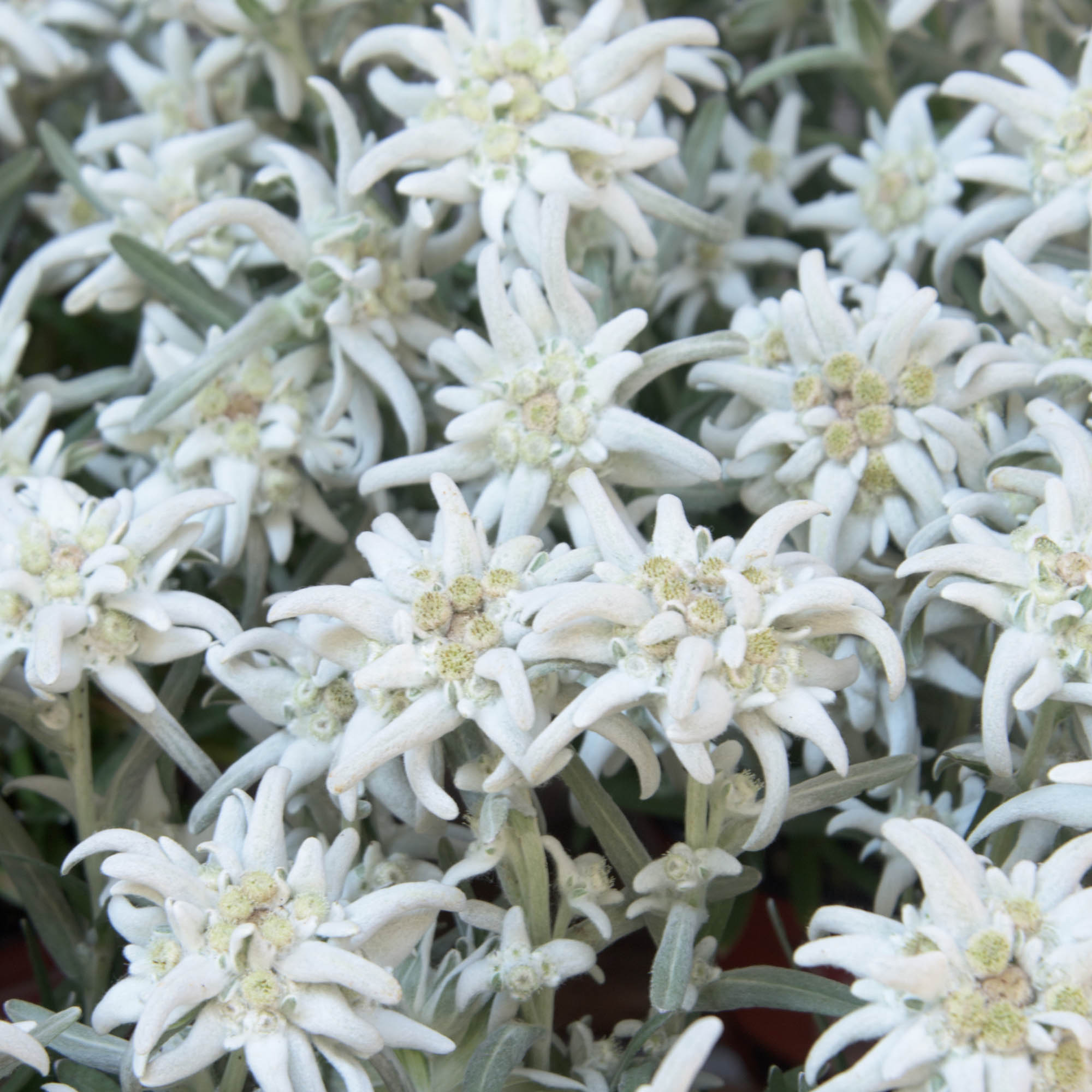 Edelweiss Groundcover