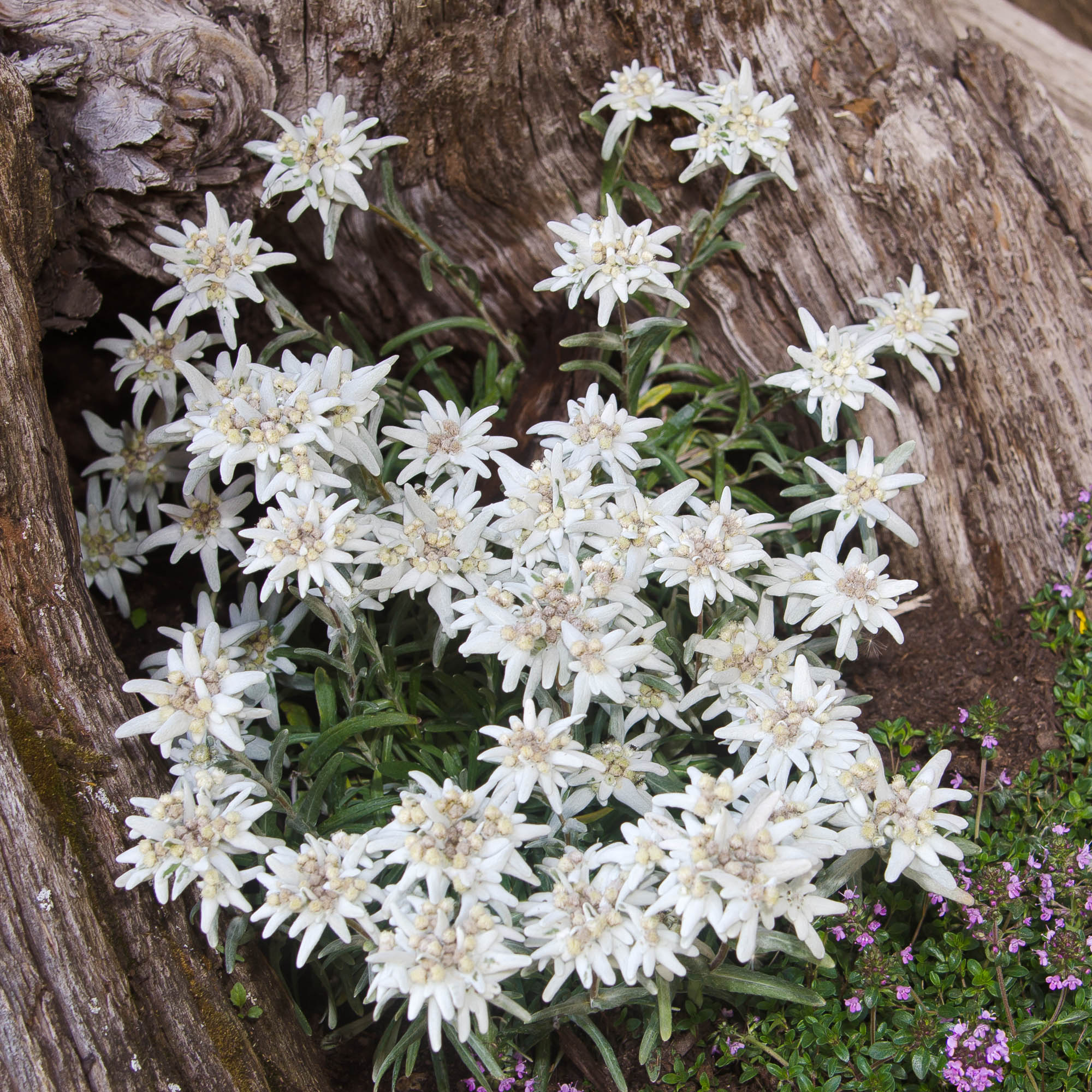 Edelweiss Ground Cover Seeds For Planting