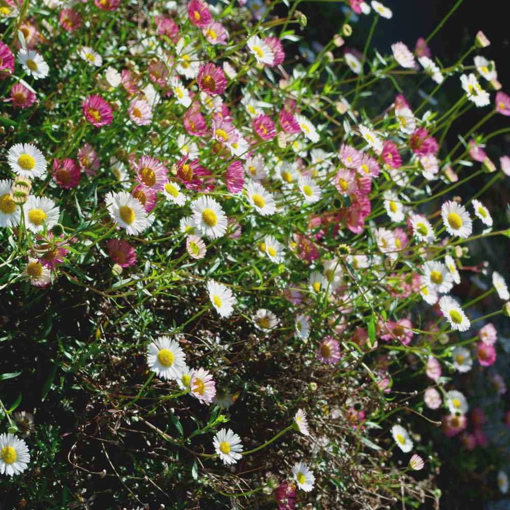 profusion mixed erigeron flowers