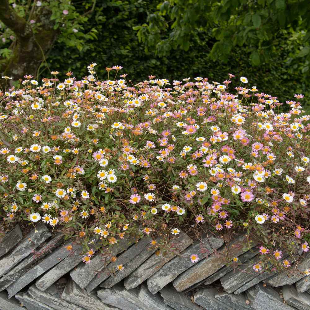 Erigeron Flowers