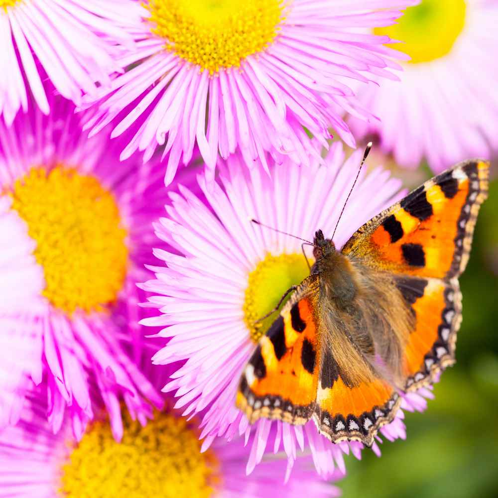 Butterfly on Erigeron Flower