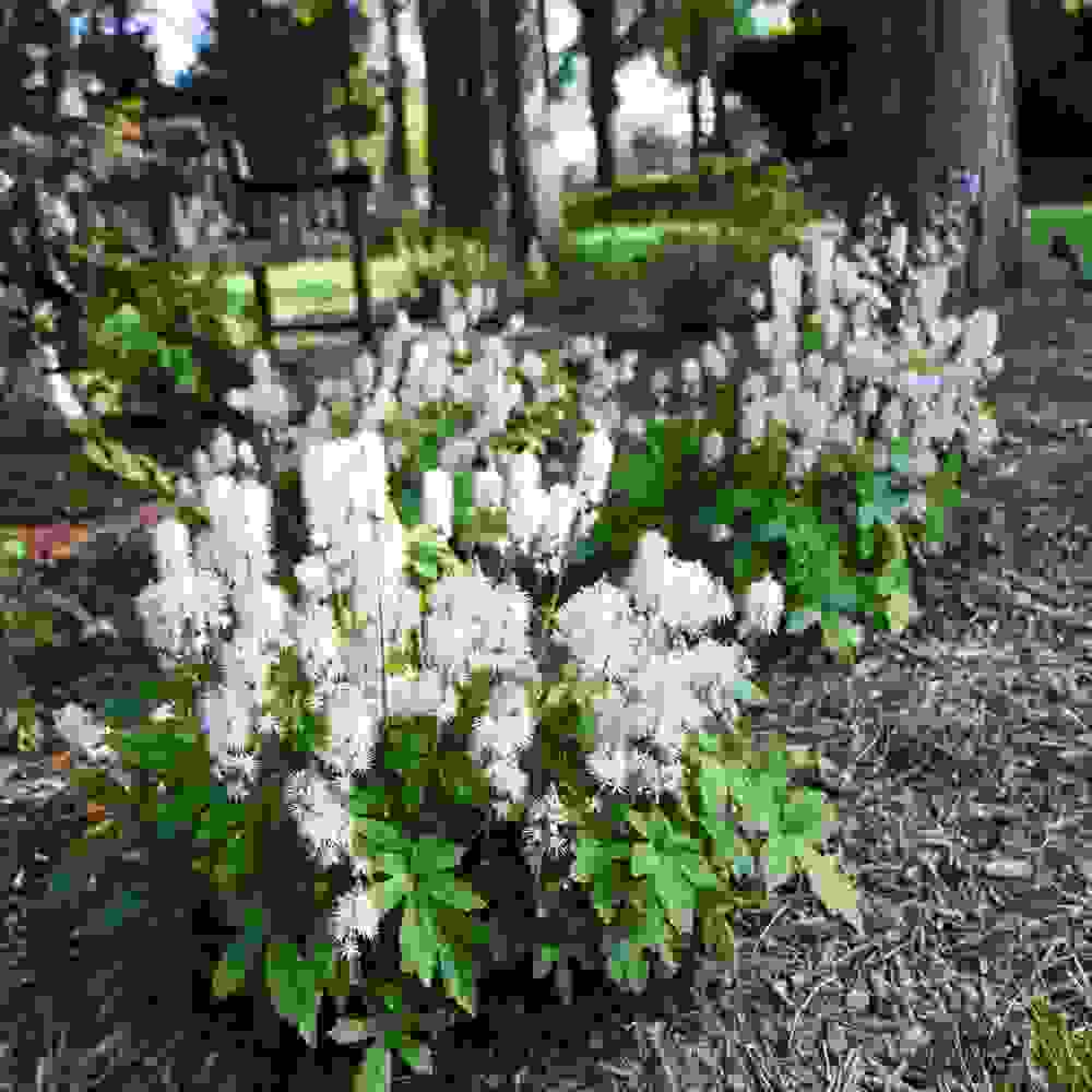 Foamflower Flowers