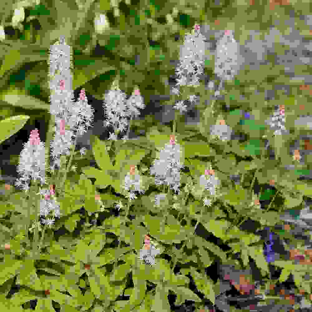 Foamflower Plants