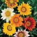 Gazania Flower Seed