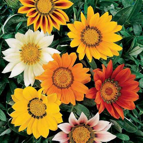  Origins of the Gazania