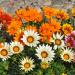 Gazania Groundcover Seed